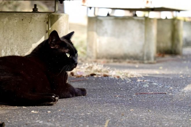 夜中に野良猫の鳴き声がうるさくて眠れない｜騒音トラブル